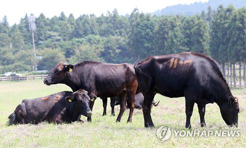 천연기념물 제주흑우[연합뉴스 자료사진]