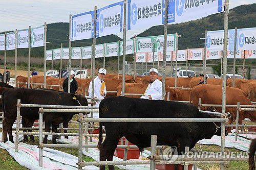 제주 한·흑우 경진대회[연합뉴스 자료사진]