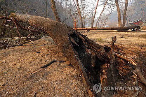 화마에 쓰러진 고목(의성=연합뉴스) 김도훈 기자 = 26일 경북 의성군 단촌면 고운사로 이어지는 오솔길에 심어진 고목이 전날 번진 산불에 타 쓰러져 있다. 2025.3.26 superdoo82@yna.co.kr