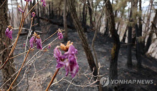 시든 꽃과 그을린 나무지난달 28일 울산 대운산 일대에서 발생한 대형 산불로 나무가 검게 타고 진달래가 시들어 있는 모습 [연합뉴스 자료사진]