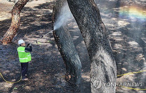 산불에 그을린 국가 명승(안동=연합뉴스) 윤관식 기자 = 31일 경북 안동시 임하면 개호송 숲 일부가 산불에 피해를 본 가운데 수목치료업체에서 까맣게 탄 소나무를 세척하고 있다.     백운정 및 개호송 숲 일원은 국가지정문화재 명승 제26호다. 2025.3.31 psik@yna.co.kr
