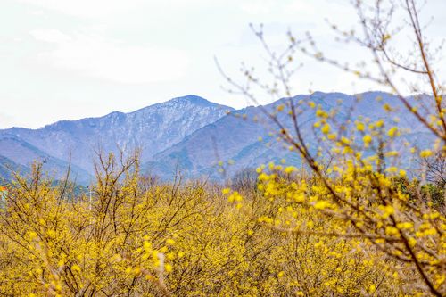 구례 산수유 마을에서 바라본 지리산 성삼재와 차일봉[사진/임헌정 기자]