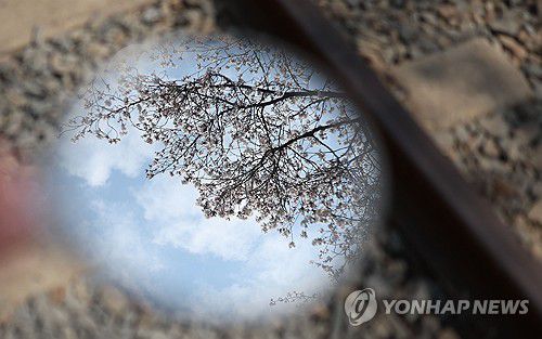 벚꽃(창원=연합뉴스) 김동민 기자 = 절기 청명을 하루 앞둔 3일 오후 경남 창원시 진해구 경화역 벚꽃길에서 한 관광객 거울에 벚꽃과 하늘이 반영돼 보인다.     시는 이날 진해지역 벚꽃 개화율은 90％며, 오는 4일 만개할 것으로 예측했다. 2025.4.3 image@yna.co.kr
