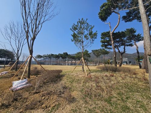 홍예공원에 식재된 정이품송 자목[충남도 제공. 재판매 및 DB 금지]