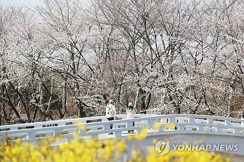 완연한 봄 날씨(서울=연합뉴스) 강민지 기자 = 7일 서울 서초구 매헌시민의숲에서 시민들이 벚꽃을 즐기고 있다. 2025.4.7 mjkang@yna.co.kr