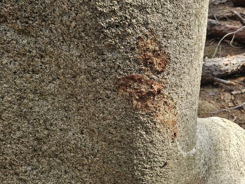 경주 남산 용장계 사곡 제1사지 약사여래좌상에 남은 소나무 껍질 흔적[독자 제공. 재판매 및 DB 금지]