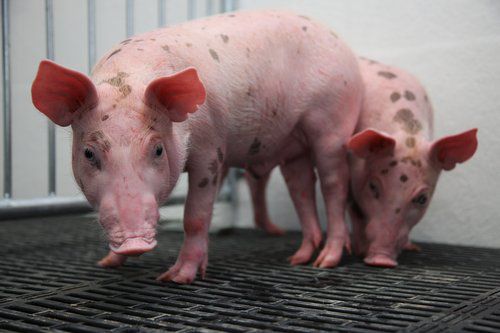 농진청 이종 이식용 돼지[농촌진흥청 제공. 재판매 및 DB 금지]