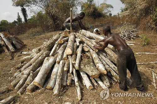 라이베리아의 고무나무[EPA 연합뉴스 자료사진]
