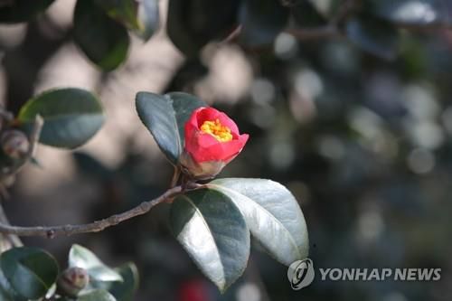 동백꽃[연합뉴스 자료사진]