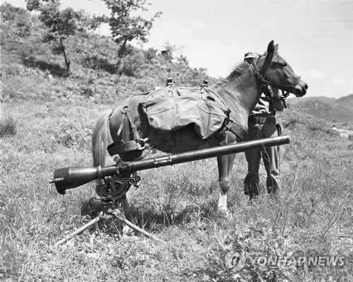 한국전쟁 전장의 제주마 '레클리스'[한국마사회 제주본부 제공.재판매 및 DB 금지]