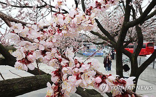 연분홍 '살구꽃'에 가던 발길을 멈추고...(서울=연합뉴스) 김주형 기자 = 여의도봄꽃축제 개막을 하루 앞둔 28일 서울 여의도 일대에서 시민들과 외국인 관광객들이 개화하기 시작한 살구꽃을 배경으로 기념 촬영을 하는 등 즐거운 시간을 보내고 있다. 영등포구는 내일부터 오는 4월 2일까지 여의서로 국회 일대에서 영등포 여의도봄꽃축제를 개최한다. 2024.3.28 kjhpress@yna.co.kr (끝)