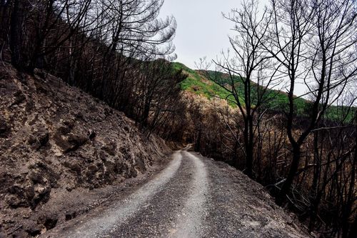 2022년 5월 밀양 산불 피해지 모습[황정석 산불정책기술연구소장 제공. 재판매 및 DB 금지]