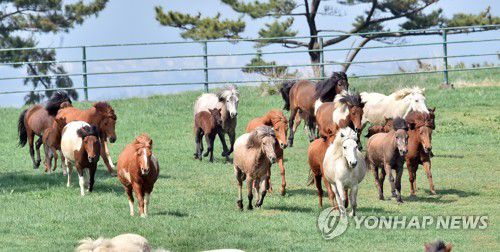 달려라 제주마[연합뉴스 자료사진]