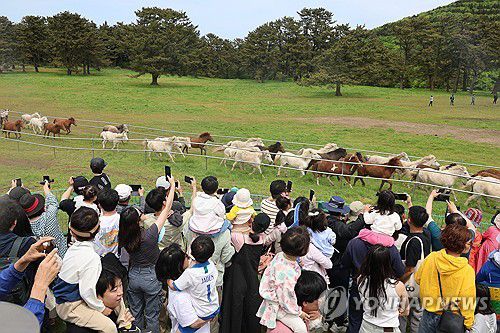 제주마 관람하는 봄 나들이객(제주=연합뉴스) 2024년 4월 28일 '제1회 제주마 입목 및 문화축제'가 열린 제주마방목지에서 제주마(馬) 100여마리가 질주하고 있다. [연합뉴스 자료사진]