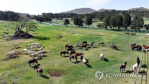 한라산 중턱의 제주마들(제주=연합뉴스) 박지호 기자 = 18일 오전 제주시 용강동 제주마 방목지에서 천연기념물인 제주마들이 한가로이 풀을 뜯고 있다. 2025.4.18 jihopark@yna.co.kr