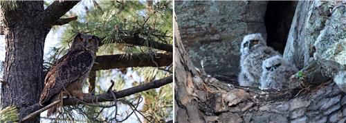 둥지가 내려다보이는 소나무에 앉아 새끼 지켜보는 어미[촬영 유형재]