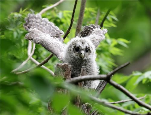 동해안 천년 고찰의 품에서 큰 긴점박이올빼미 [촬영 유형재]