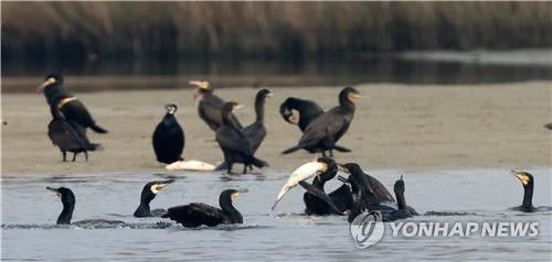 가마우지의 물고기 사냥[촬영 유형재]