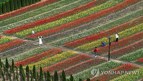 화려한 봄 혹은 초여름[연합뉴스 자료사진]