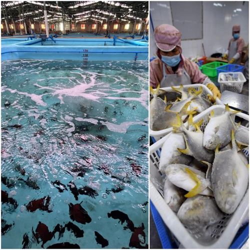 Left: Red flag groupers produced by Wanning Linlan Aquaculture Co., Ltd., Right: Hainan Xiangtai Fishery's workers on the processing line of golden pompanos.