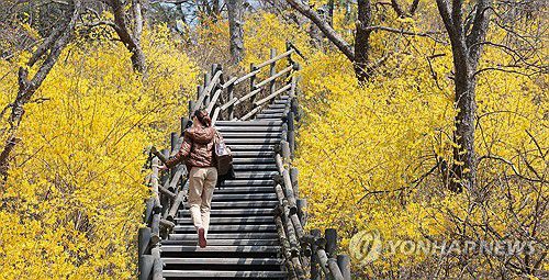 봄꽃 핀 산[연합뉴스 자료사진]