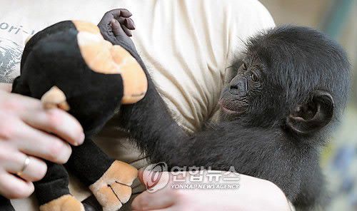 새끼 침팬지[EPA=연합뉴스]