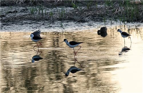어스름한 저녁 먹이 활동하는 장다리물떼새[촬영 유형재]