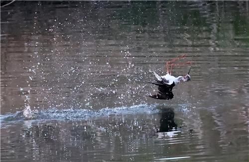 매의 공격에 나뒹구는 장다리물떼새[촬영 유형재]