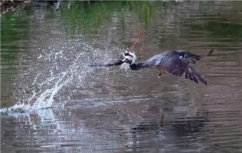 장다리물떼새 사냥에 성공한 매[촬영 유형재]