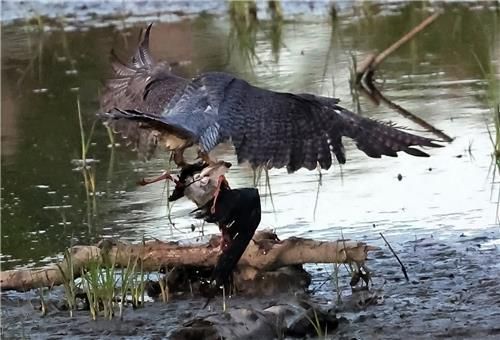 장다리물떼새 잡은 매[촬영 유형재]