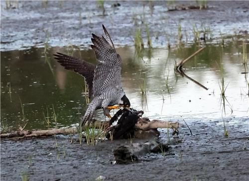 사냥한 먹잇감을 뜯어 먹는 매[촬영 유형재]