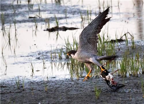 인기척에 놀라 날아가려는 매[촬영 유형재]