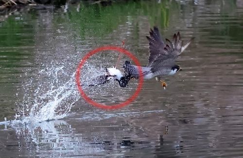 장다리물떼새 사냥에 성공한 매[촬영 유형재]