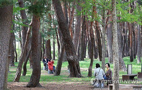 소나무 숲 속 휴식[연합뉴스 자료사진]