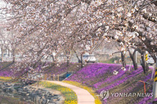 꽃잔디가 활짝 핀 양지천 [사진/성연재 기자]