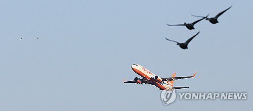 여객기와 함께 날아오르는 새[연합뉴스 자료사진]