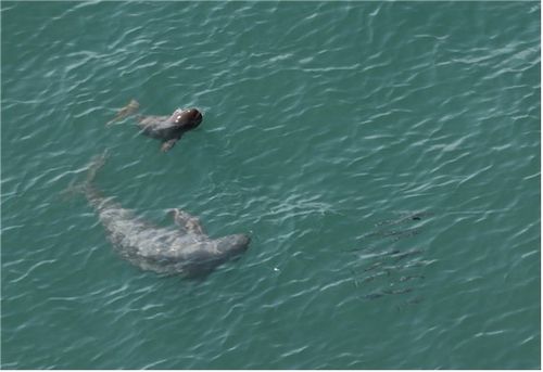 상괭이가 새끼와 숭어떼를 추적하는 모습. [국립공원공단 제공. 재판매 및 DB 금지]