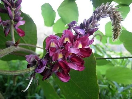 칡꽃사진 출처 : 나무위키