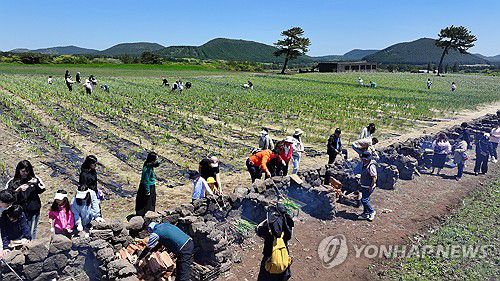 보롬왓 '파릇파릇 대파축제'(서귀포=연합뉴스) 박지호 기자 = 4일 오전 제주 서귀포시 표선읍 성읍리 보롬왓 농장에서 열린 '파릇파릇 대파축제'에서 입장객들이 직접 수확한 대파를 장작불에 구워 먹고 있다. 2025.5.4 jihopark@yna.co.kr