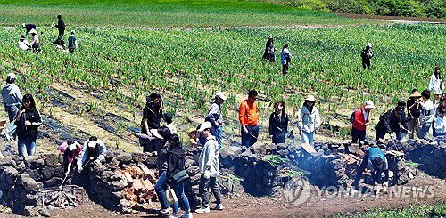 보롬왓 '파릇파릇 대파축제'(서귀포=연합뉴스) 박지호 기자 = 4일 오전 제주 서귀포시 표선읍 성읍리 보롬왓 농장에서 열린 '파릇파릇 대파축제'에서 입장객들이 직접 수확한 대파를 장작불에 구워 먹고 있다. 2025.5.4 jihopark@yna.co.kr