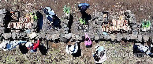 파릇파릇 대파밭에서 만드는 추억(서귀포=연합뉴스) 박지호 기자 = 4일 오전 제주 서귀포시 표선면 성읍리 보롬왓 농장에서 열린 '파릇파릇 대파축제'에서 입장객들이 직접 수확한 대파를 장작불에 구워 먹고 있다. 2025.5.4 jihopark@yna.co.kr