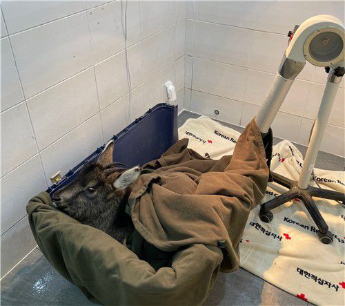 산양보호시설에서 치료받는 산양. [국립공원공단 제공. 재판매 및 DB 금지]