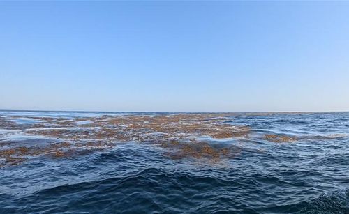 바다에 떠 다니는 괭생이모자반[해양조사원 제공]