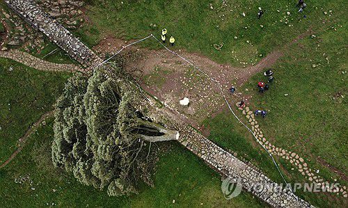 잘려나가 쓰러진 나무[AFP 연합뉴스 자료사진]