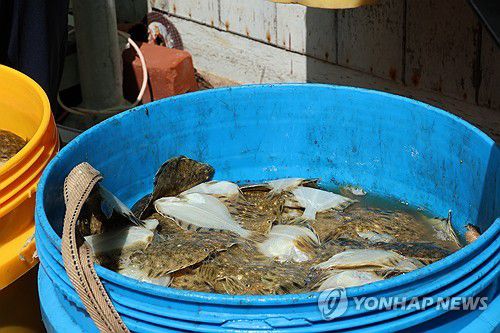 폐사한 강도다리(포항=연합뉴스) 손대성 기자 = 포항시 남구 구룡포읍 한 양식장에서 폐사한 강도다리 치어가 통에 담겨 있다. 2024.8.22 sds123@yna.co.kr