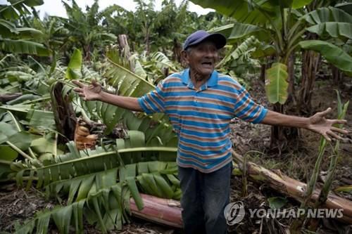 2022년 7월 허리케인으로 피해를 본 니카라과의 바나나 농장 [EPA 연합뉴스 자료사진]