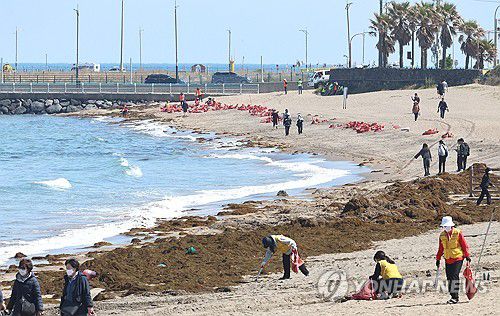 괭생이모자반의 습격(제주=연합뉴스) 박지호 기자 = 29일 오전 제주시 이호동 이호해수욕장에 괭생이모자반이 대량으로 떠밀려와 미관과 위생을 해치고 있다. 2025.4.29 jihopark@yna.co.kr [연합뉴스 자료사진]