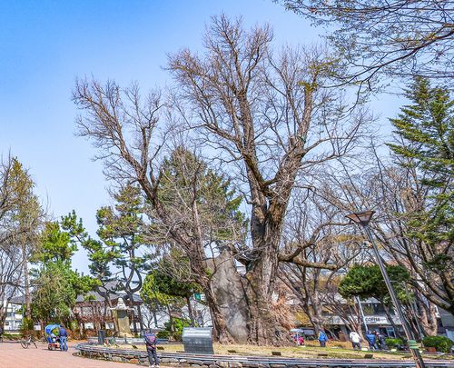 잎의 모양이 오리 발가락을 닮았다고 '압각수'로 불린 은행나무 [사진/임헌정 기자]