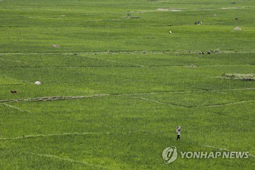 아프리카 르완다에서 자라는 벼[EPA 연합뉴스 자료사진. 재판매 및 DB 금지]