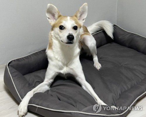 '우주를 소개합니다'(서울=연합뉴스) 오인균 인턴기자 = 지난 10일 서울 관악구에 위치한 30평대 임시보호 공유주택 '와르와르 하우스에서 입주자들과 함께 사는 '우주'. 2025.05.17